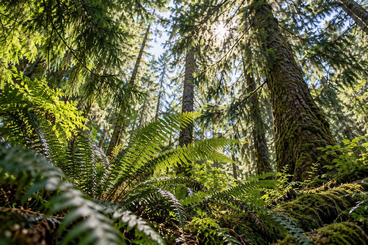 Sunlit botanical evergreen forest canopy in the Pacific Northwest